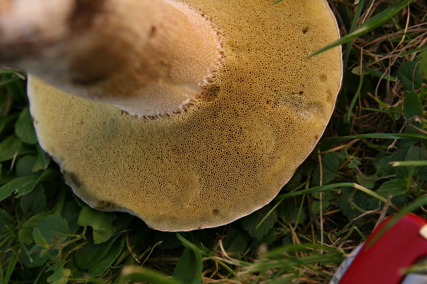 nuovo boletus dalla foresta nera